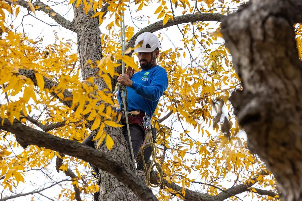 Skilled Tree Transplanting crew working in Henry